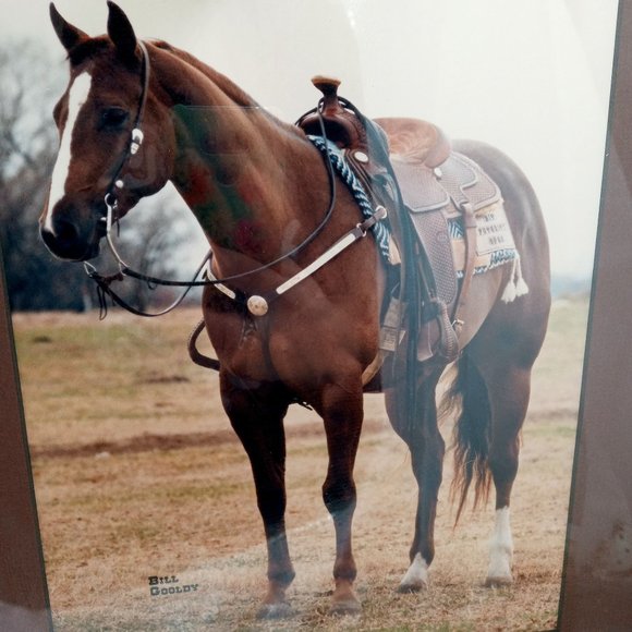 Beautiful Horse Photograph Framed Found Photo Art Cowboy Western Ranch Decor 14 - Picture 3 of 13